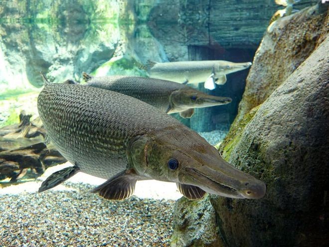 魟魚身了拱起來：魟魚身體拱起來可能是由于多種原因引起的魟魚身體拱起來的原因