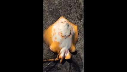 魟魚身了拱起來：魟魚身體拱起來可能是由于多種原因引起的魟魚身體拱起來的原因