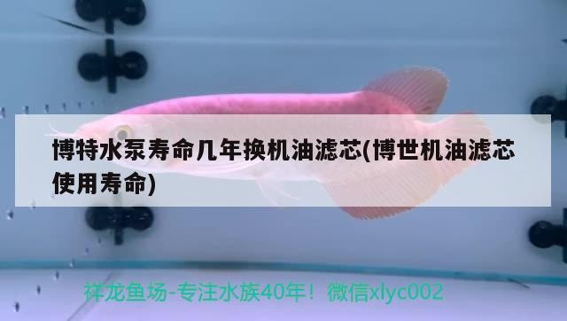 博特水泵壽命幾年換機油濾芯(博世機油濾芯使用壽命)