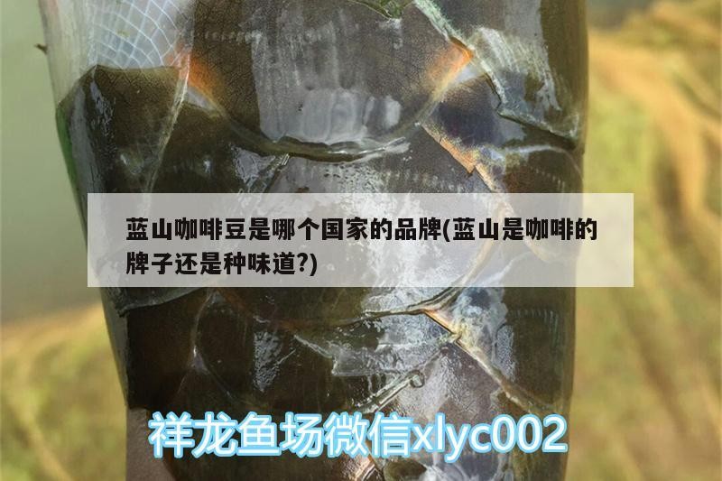 藍山咖啡豆是哪個國家的品牌(藍山是咖啡的牌子還是種味道?)