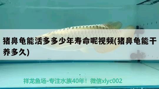 金龍魚金廚(廣東)調(diào)味食品飲料龍頭股票排行榜，海天醬油、海天醬油、李錦記、李錦記、李錦記、李錦記、李錦記、李錦記、李錦記