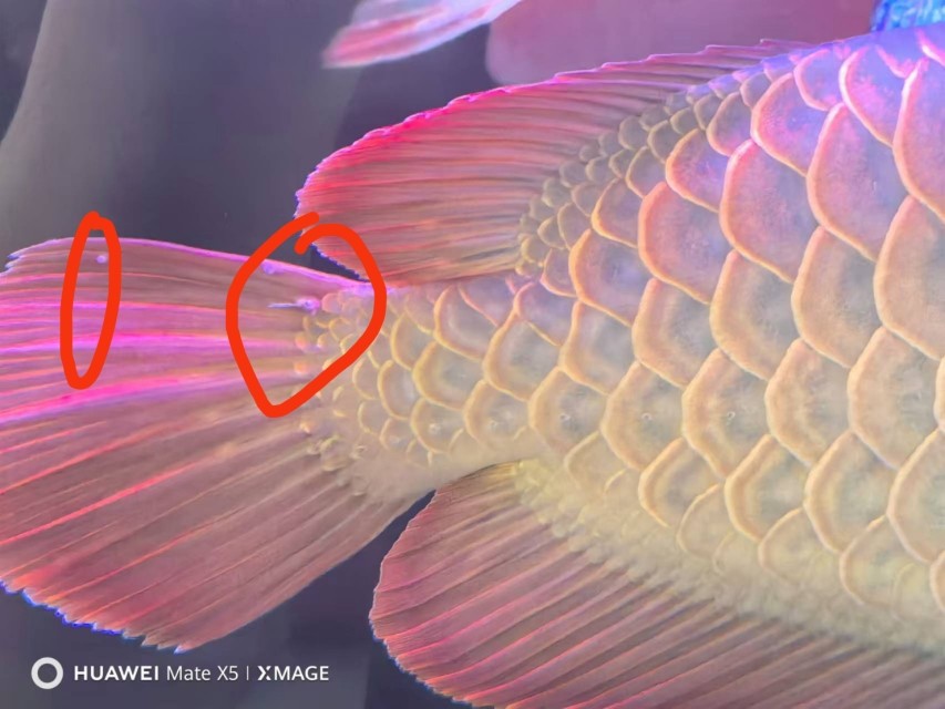 請(qǐng)教高手大哥 龍魚尾部有大白點(diǎn)。怎么治療