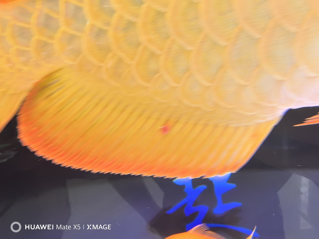 請(qǐng)教高手大哥 龍魚尾部有大白點(diǎn)。怎么治療