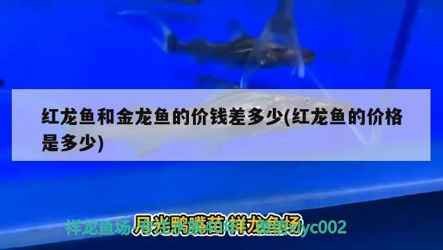 紅龍魚和金龍魚的價錢差多少(紅龍魚的價格是多少)