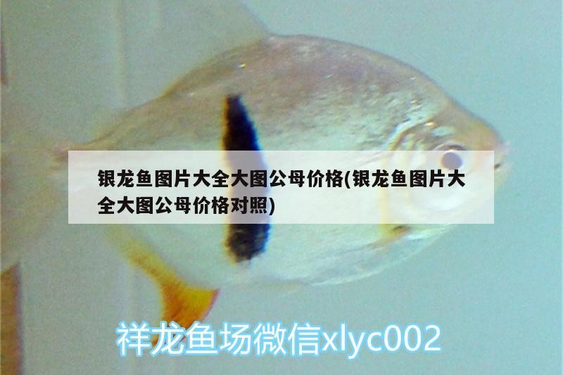 銀龍魚圖片大全大圖公母價格(銀龍魚圖片大全大圖公母價格對照)
