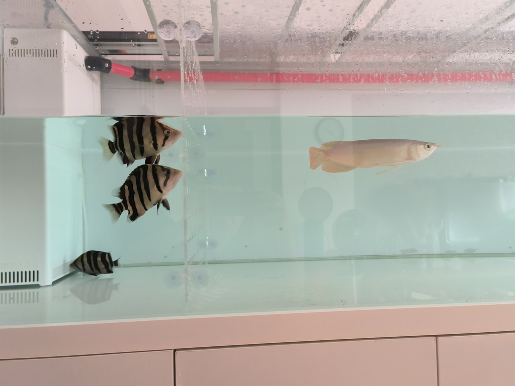 紅龍少吃保持體型，虎魚多吃才能保持體型，只能加裝亞克力隔離板，分開單獨喂。