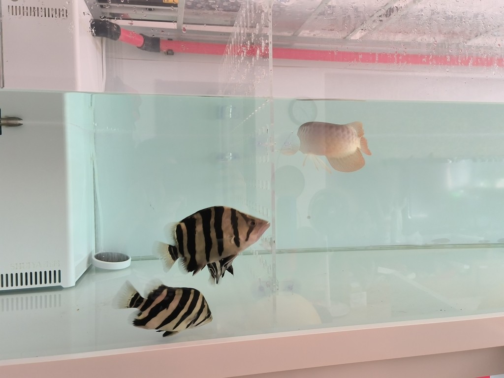 紅龍少吃保持體型，虎魚多吃才能保持體型，只能加裝亞克力隔離板，分開單獨喂。