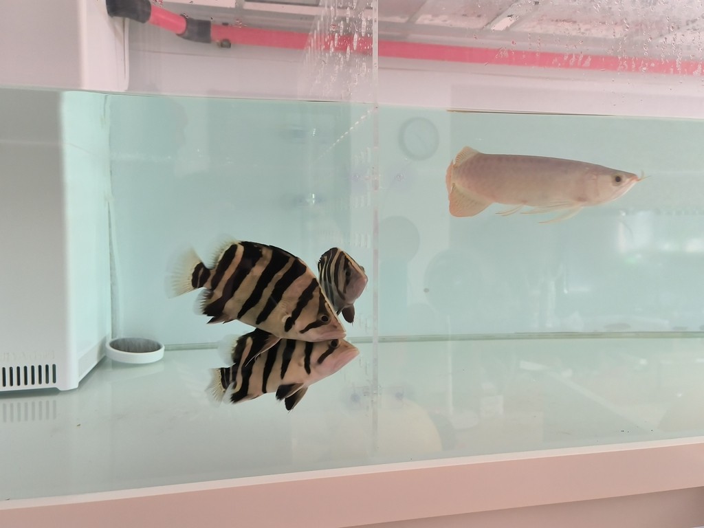 紅龍少吃保持體型，虎魚多吃才能保持體型，只能加裝亞克力隔離板，分開單獨喂。