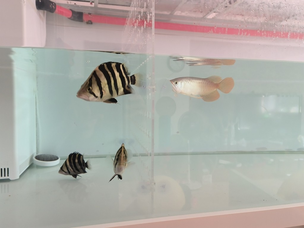 紅龍少吃保持體型，虎魚多吃才能保持體型，只能加裝亞克力隔離板，分開單獨喂。