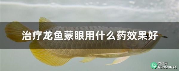 金龍魚可以用慶大霉素藥浴嗎：金龍魚使用慶大霉素藥浴需要注意正確使用方法和劑量