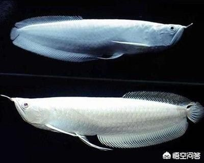 龍魚都能吃什么