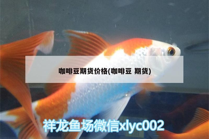 咖啡豆期貨價格(咖啡豆期貨)