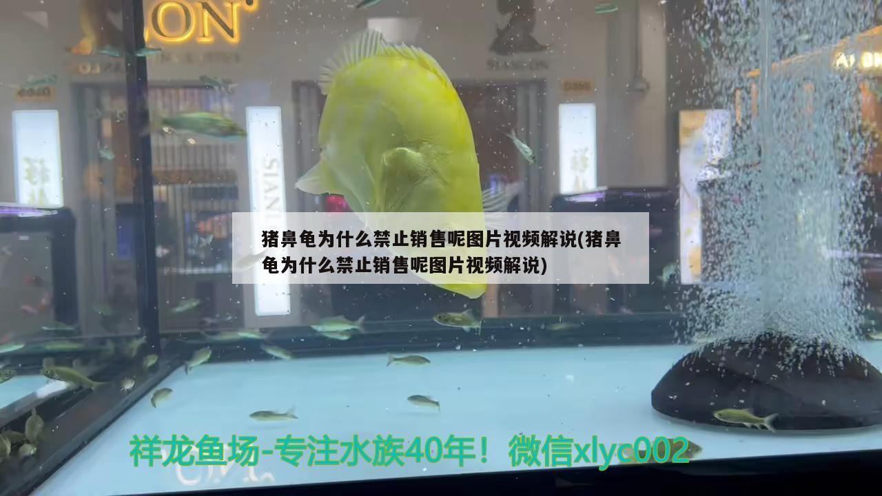 魚缸用增氧泵價(jià)格是多少:魚缸增氧機(jī)-xtrac增氧機(jī)-xtrac增氧機(jī) 豬鼻龜為什么禁止銷售呢圖片視頻解說(shuō)(豬鼻龜為什么禁止銷售呢圖片視頻解說(shuō)) 豬鼻龜百科 豬鼻龜為什么禁止銷售呢圖片視頻解說(shuō)(豬鼻龜為什么禁止銷售呢圖片視頻解說(shuō)) 豬鼻龜為什么禁止銷售呢圖片視頻解說(shuō)(豬鼻龜為什么禁止銷售呢圖片視頻解說(shuō)) 豬鼻龜百科