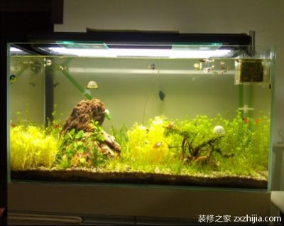 9升的魚缸養多少魚：9升的魚缸適合養多少魚？