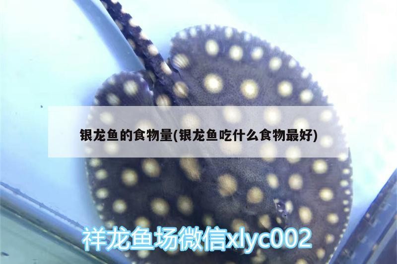銀龍魚的食物量(銀龍魚吃什么食物最好)