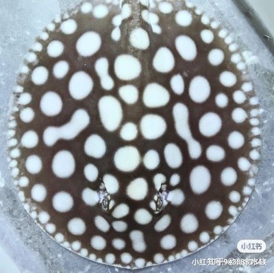 魟魚可以停食多久：魟魚可以停食多久[需手動填充]魚可以停食多久[需手動填充]魚可以停食多久