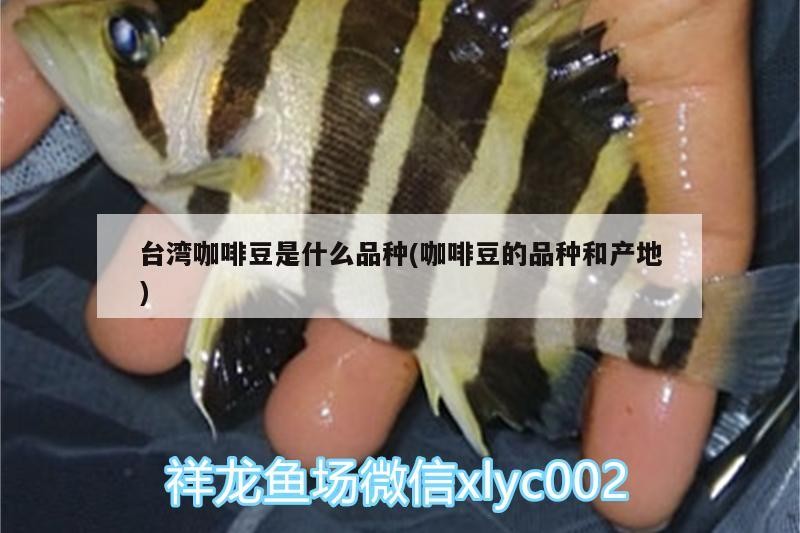 臺灣咖啡豆是什么品種(咖啡豆的品種和產地)