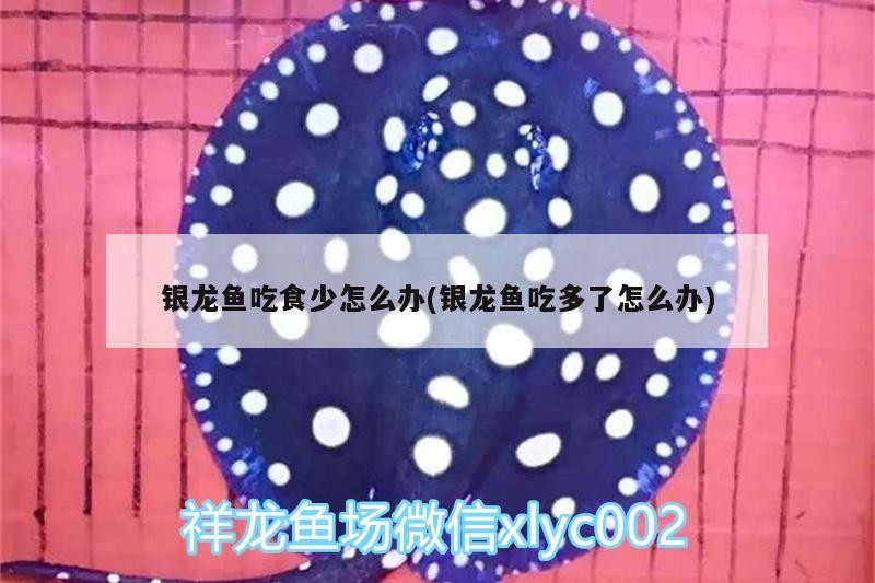 銀龍魚吃食少怎么辦(銀龍魚吃多了怎么辦) 銀龍魚吃食少怎么辦(銀龍魚吃多了怎么辦) 銀龍魚百科