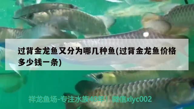 過(guò)背金龍魚(yú)又分為哪幾種魚(yú)(過(guò)背金龍魚(yú)價(jià)格多少錢(qián)一條)