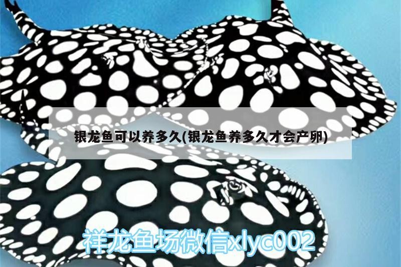 銀龍魚可以養多久(銀龍魚養多久才會產卵)