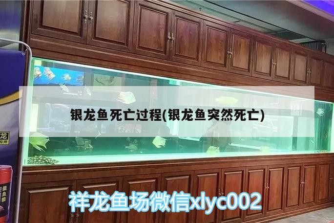 銀龍魚死亡過程(銀龍魚突然死亡)