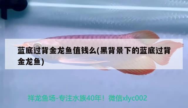 藍(lán)底過背金龍魚值錢么(黑背景下的藍(lán)底過背金龍魚)