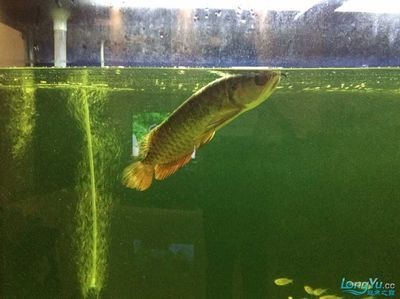 龍魚爛尾治療方法是什么vs祥龍魚場：龍魚爛尾治療方法
