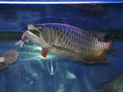 龍魚爛尾治療方法是什么vs祥龍魚場：龍魚爛尾治療方法