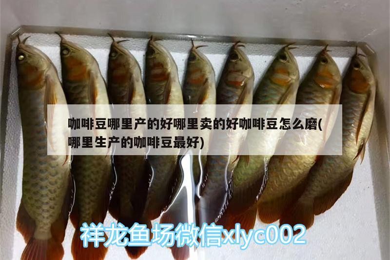 咖啡豆哪里產(chǎn)的好哪里賣的好咖啡豆怎么磨(哪里生產(chǎn)的咖啡豆最好)