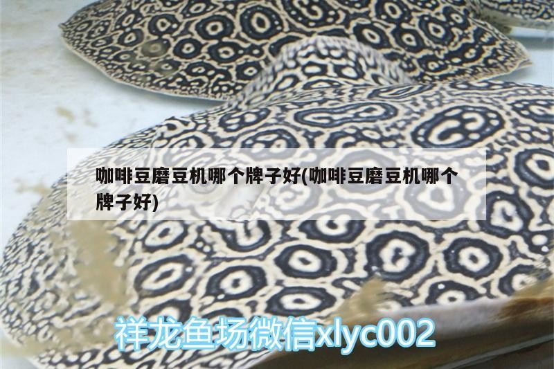 咖啡豆磨豆機哪個牌子好(咖啡豆磨豆機哪個牌子好)