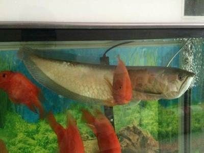 濱州龍魚(yú)vs祥龍魚(yú)場(chǎng)（濱州天一彩水族館）