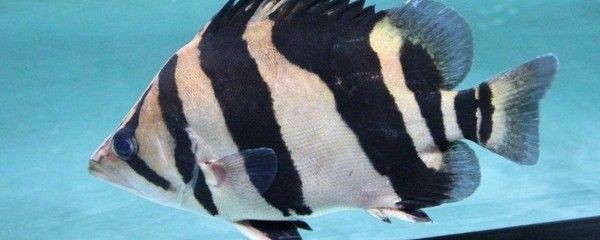 虎魚花紋褪色什么原因造成的：虎魚花紋褪色什么原因造成的虎魚花紋褪色可能與基因有關
