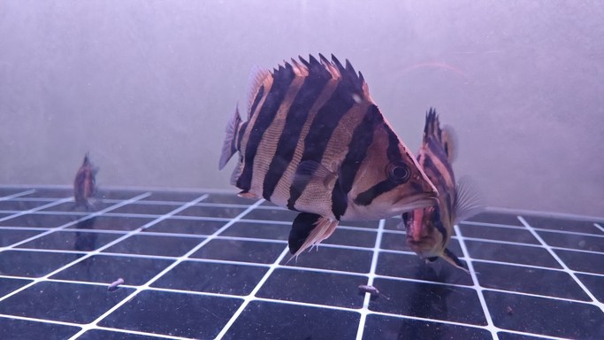 賊拉能吃，看一條小虎半年的變化
