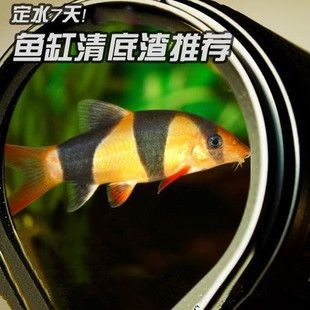 皇冠三間魚咋喂長的快（熱帶觀賞魚的飼養指南皇冠三間魚與其他慈鯛科魚的區別）