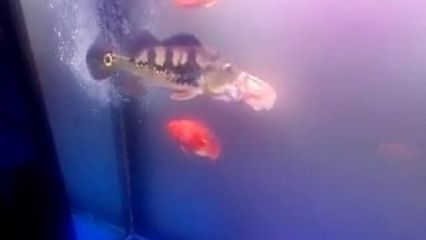 皇冠三間魚咋喂長的快（熱帶觀賞魚的飼養指南皇冠三間魚與其他慈鯛科魚的區別）