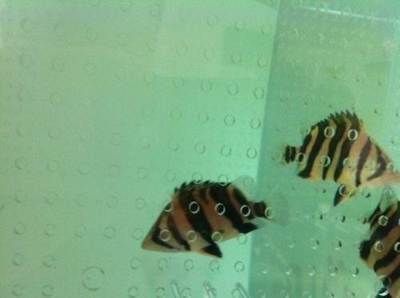 印尼虎養幾條好：印尼虎魚的飼養數量主要取決于魚的大小和缸的大小和缸的大小