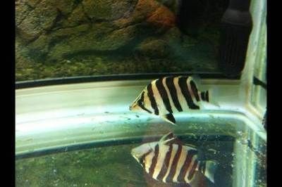 印尼虎養幾條好：印尼虎魚的飼養數量主要取決于魚的大小和缸的大小和缸的大小