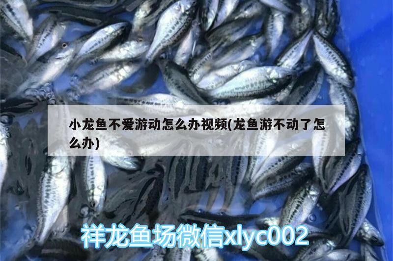 小龍魚不愛游動怎么辦視頻(龍魚游不動了怎么辦)