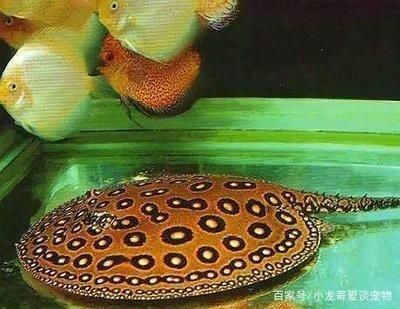 魟魚最佳配魚餌是什么：魟魚最佳配魚餌是什么呢？