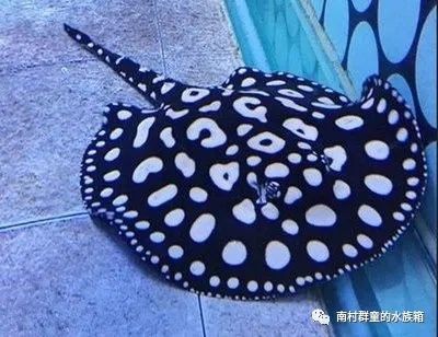 魟魚最佳配魚餌是什么：魟魚最佳配魚餌是什么呢？
