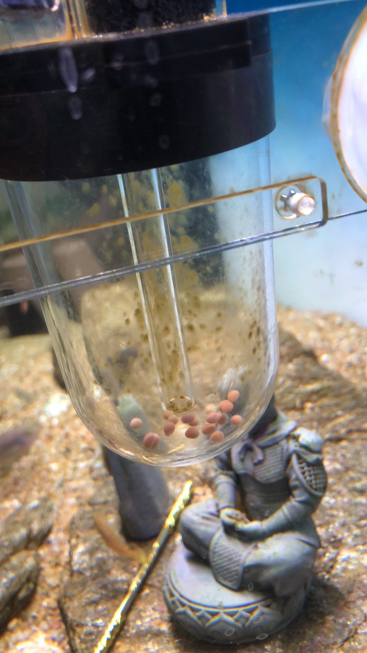 進(jìn)第二批魚