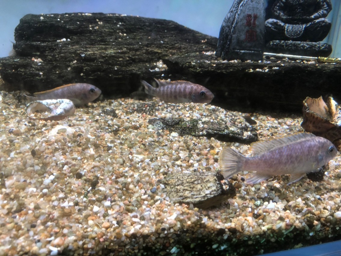 進(jìn)第二批魚