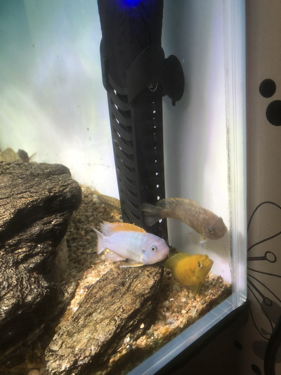 進(jìn)第二批魚
