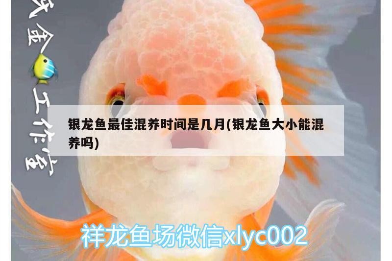 銀龍魚最佳混養時間是幾月(銀龍魚大小能混養嗎)