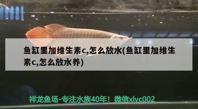 龍魚維生素放水里還是直接喂vs祥龍魚場：如何判斷龍魚缺乏維生素