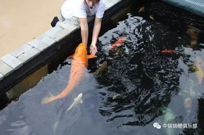 龍魚維生素放水里還是直接喂vs祥龍魚場：如何判斷龍魚缺乏維生素
