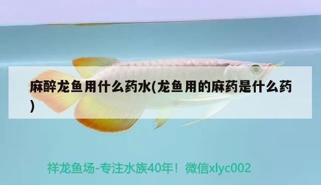 龍魚麻藥用量多少毫升vs祥龍魚場：祥龍魚場龍魚麻藥用量