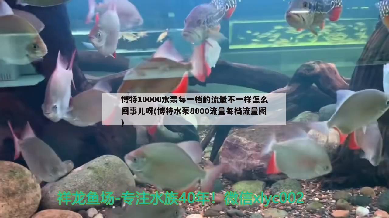 博特10000水泵每一檔的流量不一樣怎么回事兒呀(博特水泵8000流量每檔流量圖)