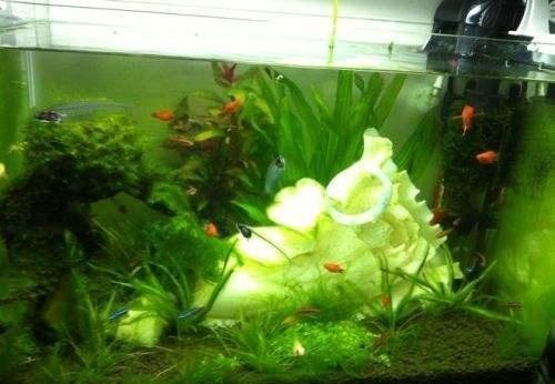 光特億加熱棒和老魚匠（光特億加熱棒和老魚匠那個好）