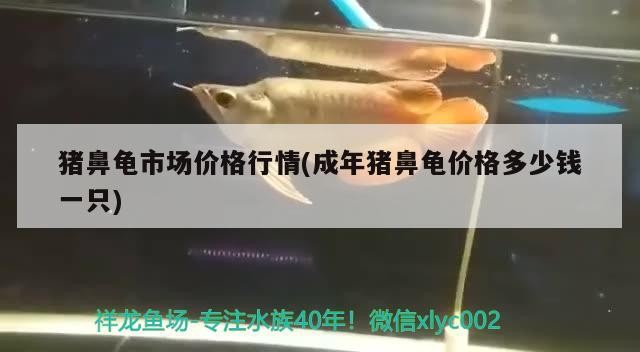 豬鼻龜市場價格行情(成年豬鼻龜價格多少錢一只)